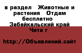  в раздел : Животные и растения » Отдам бесплатно . Забайкальский край,Чита г.